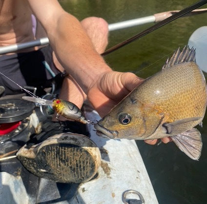 Austackle Sakana XD34F Small Crankbaits