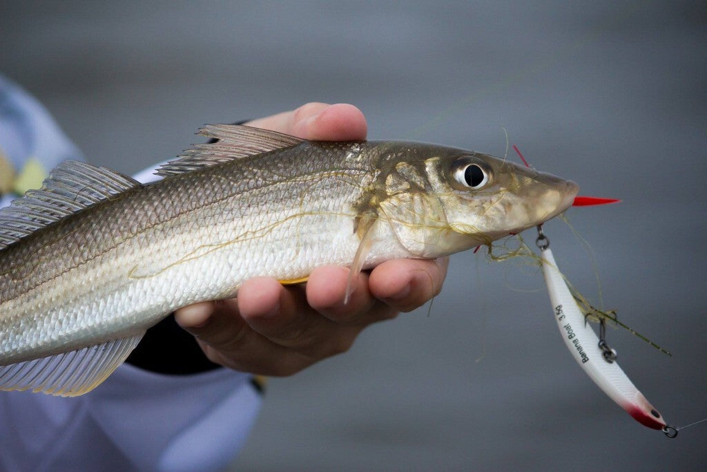 Austackle Banana Boat 68's