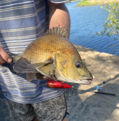 Minnie Popz. Surface Lures