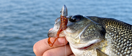 The Soft Plastic That Survived a Whole Session of Bass
