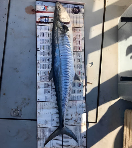 Spanish Mackerel Lure Bundle | Reaper Rigs, 80lb Wire Trace, Sabiki, Reaper 130 & 110, Paddle Worms & Deeptrix Jigs